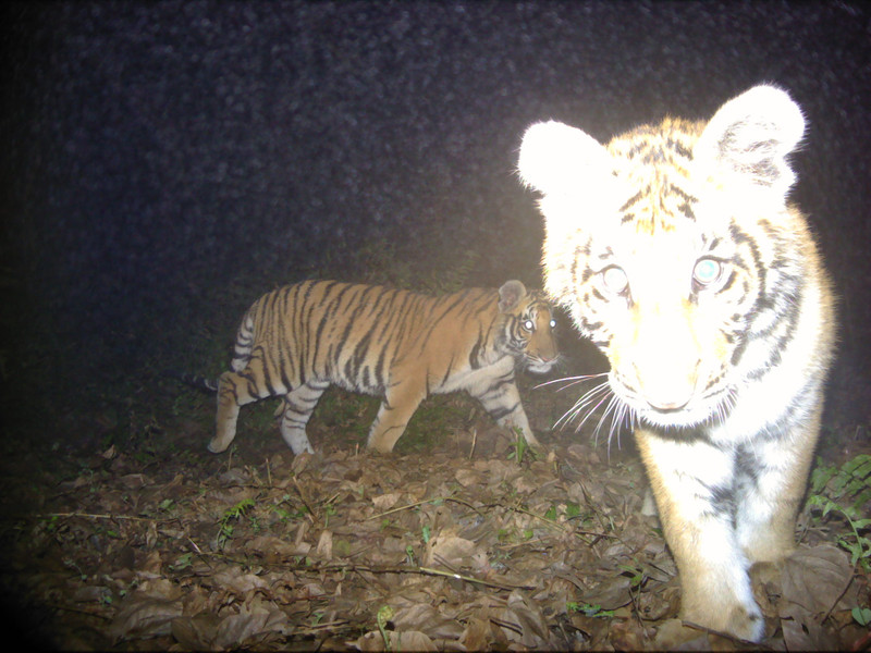 Tiger cub